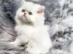 White Odd Eye Persian Male CFA Reg - Persian Kitten For Sale - 