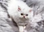 White Odd Eye Male Persian CFA Registered - Persian Kitten For Sale - 