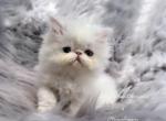 White Copper Eyed Female Persian CFA Registered - Persian Kitten For Sale - Springfield, MO, US