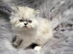 Seal Bi Color Male Himalayan CFA Reg - Himalayan Kitten For Sale - 