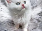 Blue Eyed Solid White Persian CFA Reg - Persian Kitten For Sale - Springfield, MO, US