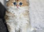 Folded 1 - Scottish Fold Kitten For Sale - Helotes, TX, US