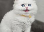 Kitty 6 - British Shorthair Kitten For Sale - Helotes, TX, US