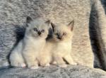 Siamese ragdoll kitten - Ragdoll Kitten For Sale - Southwick, MA, US