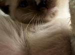 Siamese Female - Domestic Kitten For Sale - 