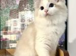 Green - Ragdoll Kitten For Sale - 