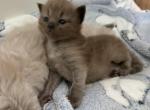 Brownie - Ragdoll Kitten For Sale - 