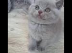 LUXURY BRITISH SHORTHAIR KITTENS FOR SALE GIRL - British Shorthair Kitten For Sale - CT, US