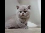 LUXUTY BRITISH SHORTHAIR KITTENS FOR SALE GIRL - British Shorthair Kitten For Sale - Darien, CT, US