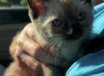 Katrinas  kittens - Siamese Kitten For Sale - Clarksville, TN, US