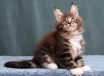 Xelon - Maine Coon Kitten For Sale - Philadelphia, PA, US