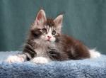 Xantio - Maine Coon Kitten For Sale - Virginia Beach, VA, US