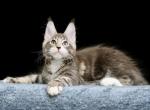 Migel - Maine Coon Kitten For Sale - Miami, FL, US