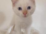 Tuna - Siamese Kitten For Sale - Quarryville, PA, US