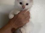Pocky - Ragdoll Kitten For Sale - Quarryville, PA, US