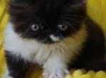 YamYam - Persian Kitten For Sale - Lemont, IL, US