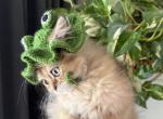 Patibon Henna - British Shorthair Kitten For Sale - Montgomery, AL, US
