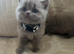 Waygu - British Shorthair Kitten For Sale - Hershey, PA, US