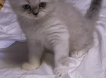 Diesel - Himalayan Kitten For Sale - Oklahoma City, OK, US