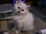 Lilybell - Ragdoll Kitten For Sale - Oklahoma City, OK, US