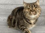 Tonya - Scottish Straight Cat For Sale - 