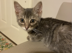 Layz - Domestic Kitten For Adoption - Edmond, OK, US
