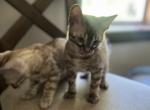 Brothers - Bengal Kitten For Sale - 