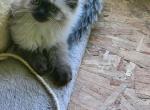 Little cuties - Himalayan Kitten For Sale - Edwardsville, IL, US