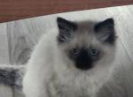 Blue eyes - Himalayan Kitten For Sale - Edwardsville, IL, US