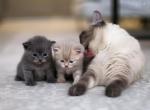 British Shorthair reserved - British Shorthair Kitten For Sale - FL, US
