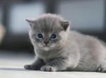 British Shorthair boy reserved - British Shorthair Kitten For Sale - FL, US