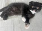 Batman - Scottish Fold Kitten For Sale - Miami, FL, US