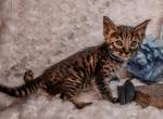 Exotic F5 Boy - Savannah Kitten For Sale - Lakeland, FL, US