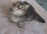 pence - Munchkin Kitten For Sale - 