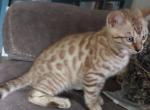 Laylas kittens - Bengal Kitten For Sale - Cadillac, MI, US