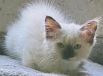 Blue eyed male Ragdoll - Ragdoll Kitten For Sale - Jackson Township, NJ, US