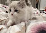 Kiki - Ragdoll Kitten For Sale - Chino Hills, CA, US