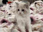 FiFi - Ragdoll Kitten For Sale - 