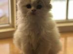 Pookie x Bolt litter - Scottish Straight Kitten For Sale - 