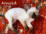 Arnold - Devon Rex Kitten For Sale - Fleetwood, NC, US
