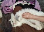 Shylo - Scottish Straight Cat For Sale/Retired Breeding - Magalia, CA, US