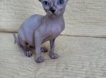 Lesya Litter - Sphynx Kitten For Sale - New York, NY, US