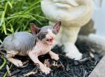 Sphynx - Sphynx Kitten For Sale - Indianapolis, IN, US