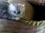 Runt - Persian Kitten For Sale - Rathdrum, ID, US