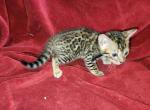 Black - Bengal Kitten For Sale - Tallahassee, FL, US