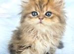 PENDING Precious Perdoll Persian boy 3 - Ragdoll Kitten For Sale - 