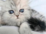 Pending Precious Perdoll Silver Baby Girl - Ragdoll Kitten For Sale - VA, US