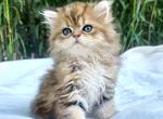 PENDING Auburn Baby Boy Perdoll - Ragdoll Kitten For Sale - 