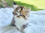 Precious Purdoll Persian boy 1 - Persian Kitten For Sale - VA, US