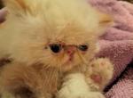 Baby - Persian Kitten For Sale - Sumner, WA, US